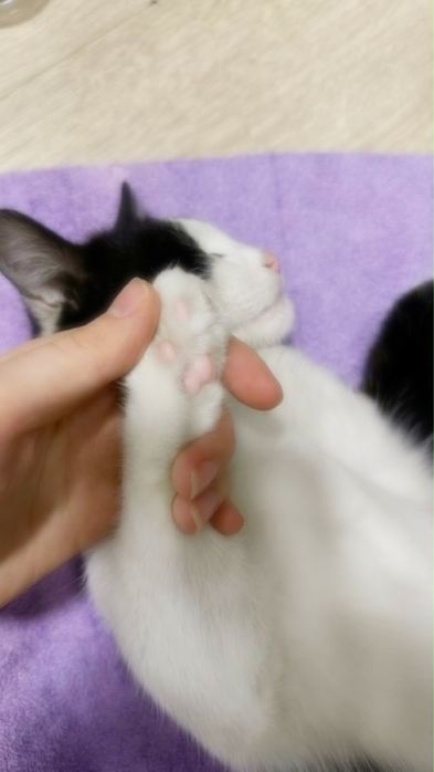 Чистоплотная кошка подросток