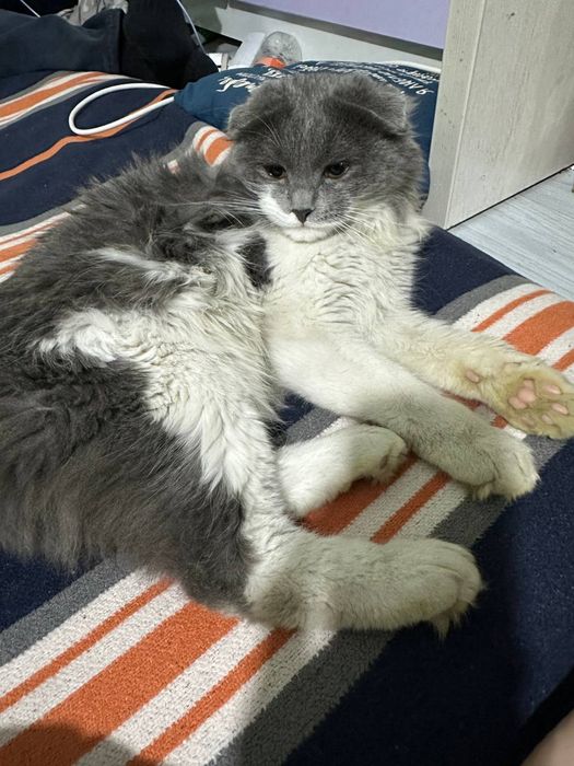 Веслоухий кот недорого