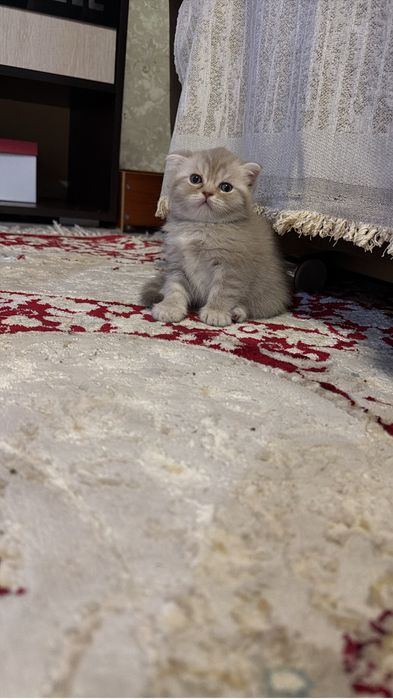 Британские котчта