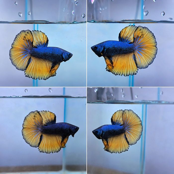 Betta Halfmoon Mustard Gas