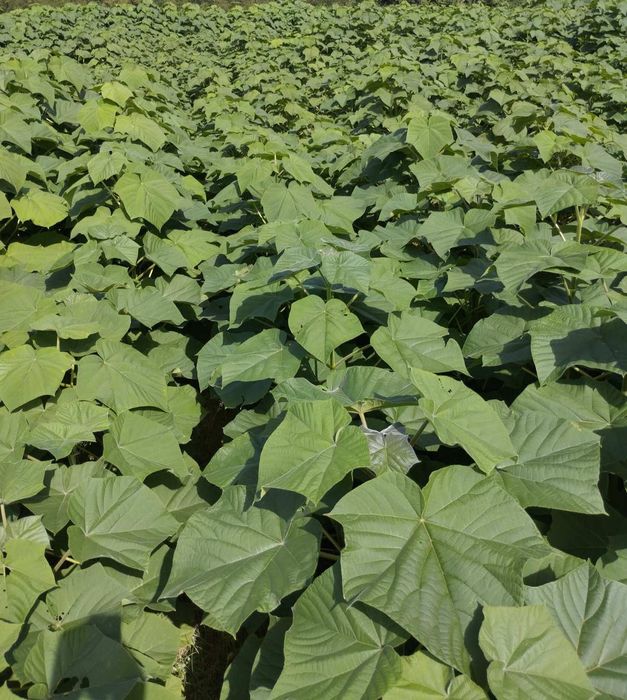 Фиданки от топола