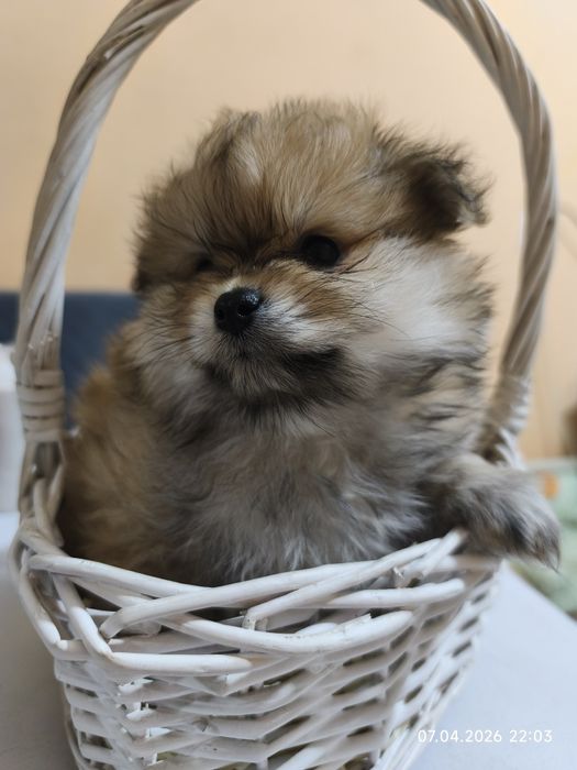 Продам щенков шпица