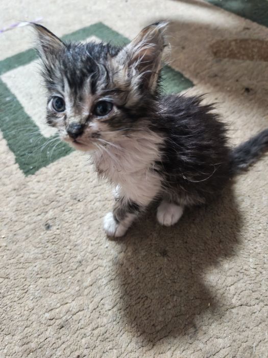 Отдам котёнка (1, 5мес) мальчик