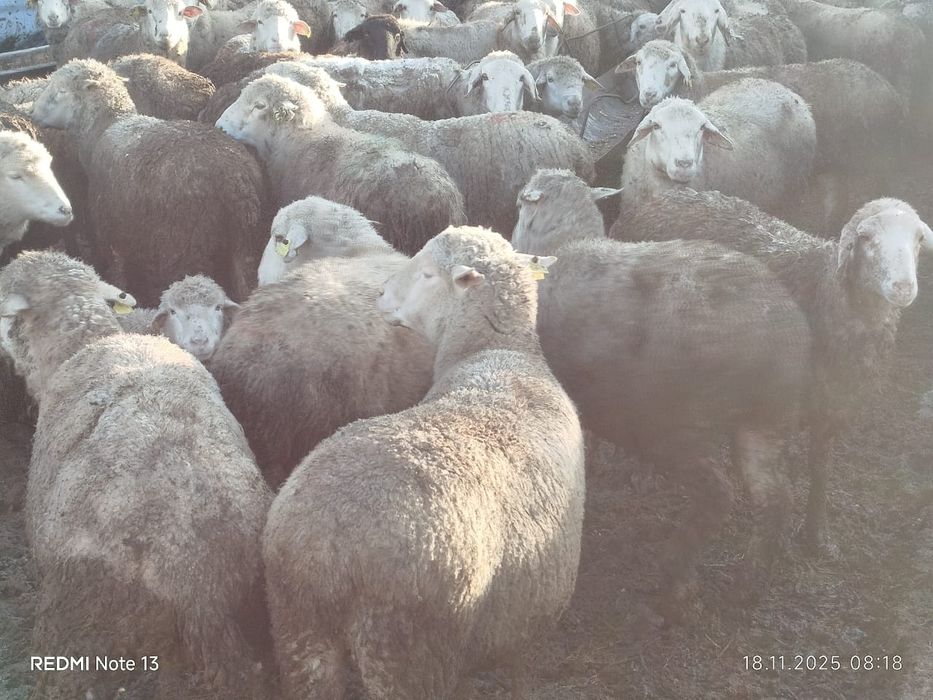 Қой сатылады байланған