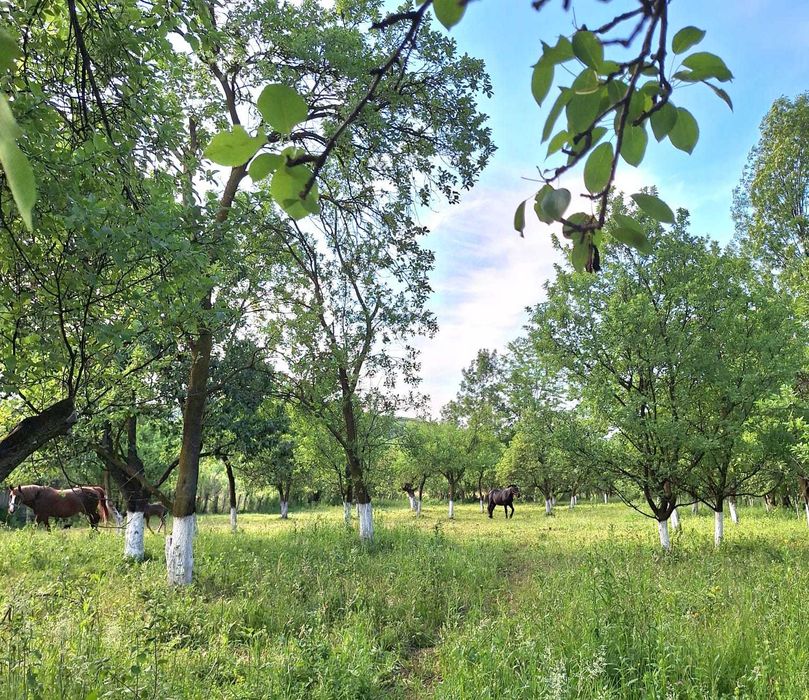 Casă de vânzare la tara în inima naturii – Ludești, județul Hunedoara