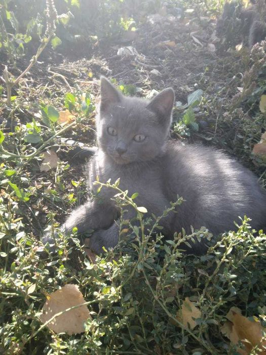 Отдам котят в хорошие руки