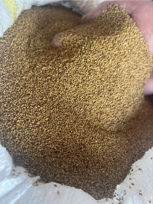 Vand seminte de lucerna calitatea 1 selectata