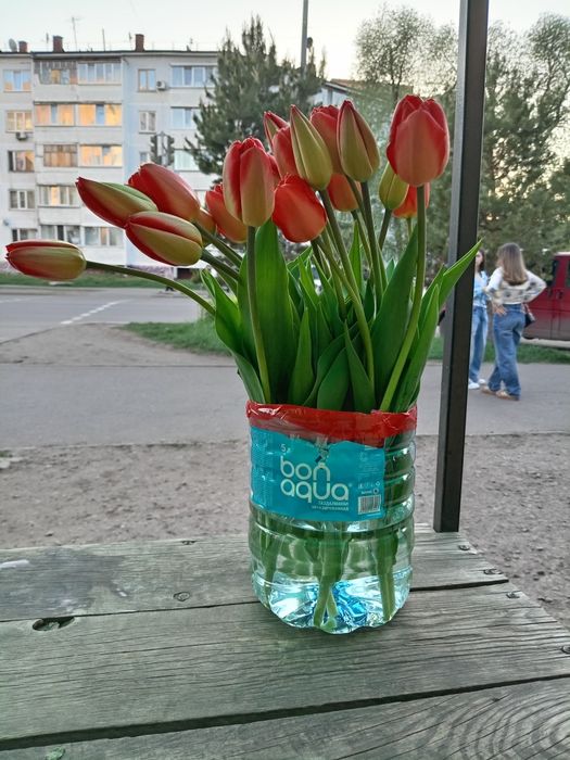 Продам луковицы тюльнов