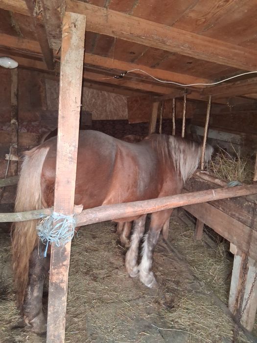 vand doi manzi roibi pereche