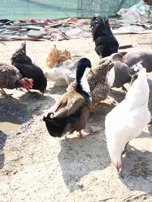 Vând rățoi tineri