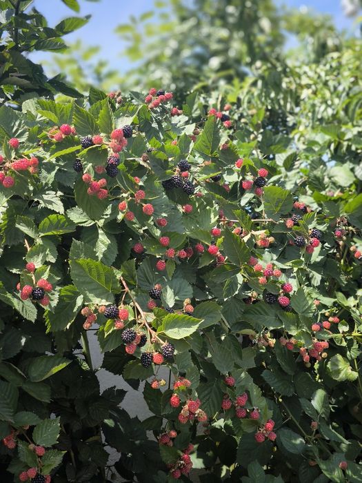 Butas ghiveci mur mure anul 4 produce in primavara