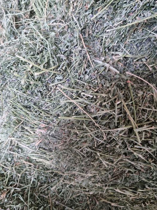 Беда прес сотилади