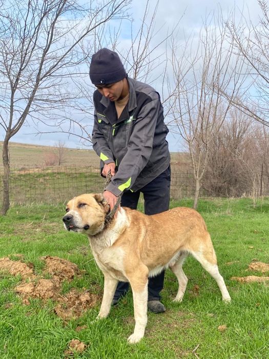 Алабай,төбет 3 жасар