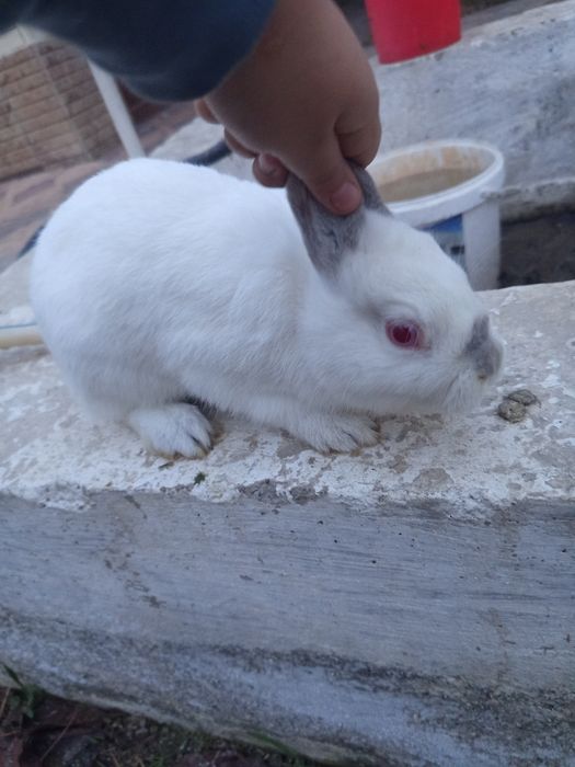Продаётся кролик чистокровный белый виликан