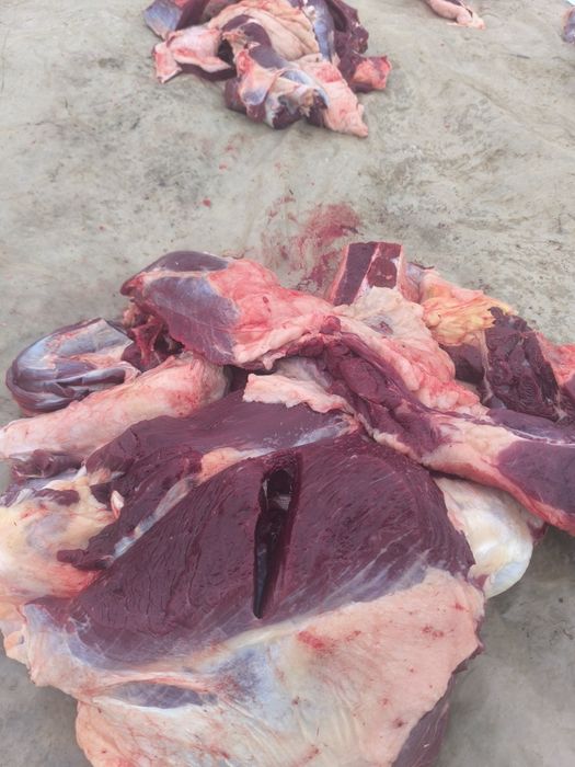 Соғым ет жылқы еті