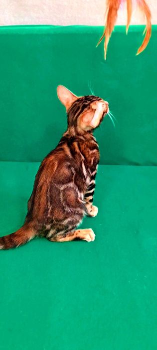 Бенгальские элитные котятки