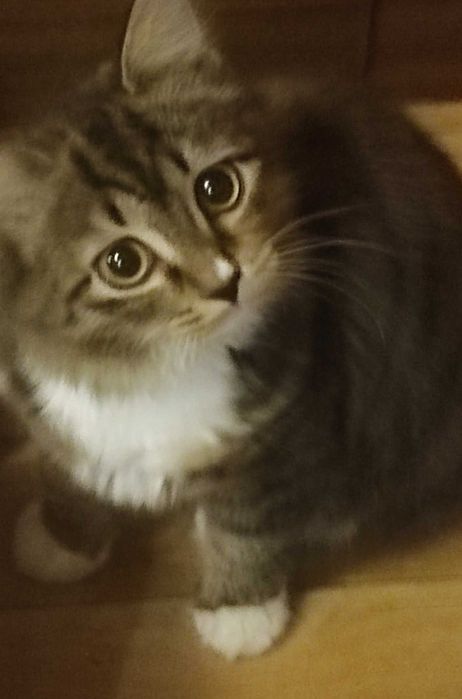 котенок девочка в добрые руки