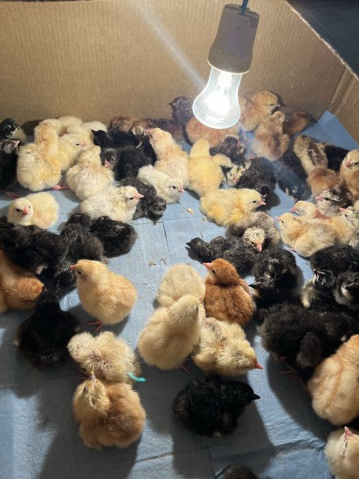 Цыплята домашние