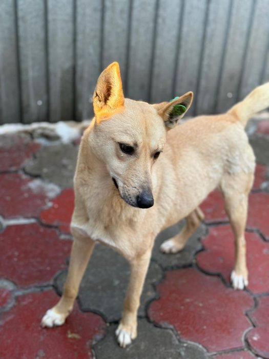 Собака на пристройство