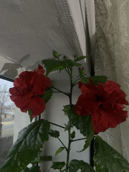 Trandafir japonez cu flori rosii batute plus cadou craciunita