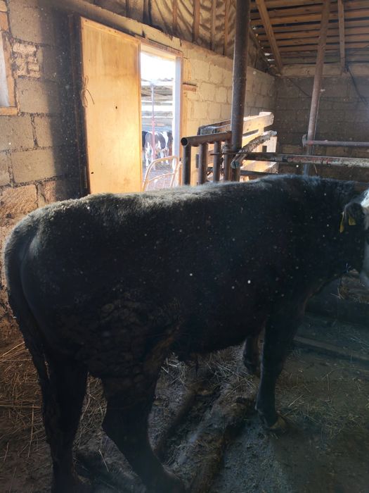 Продам быков 5 штук