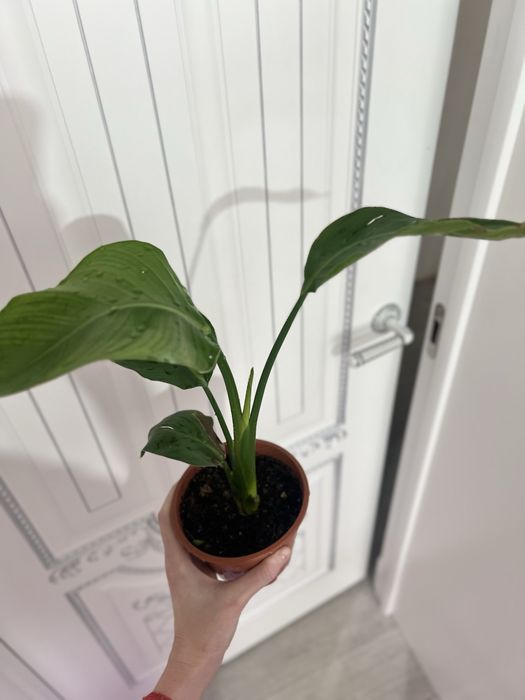 Стрелиция Николая