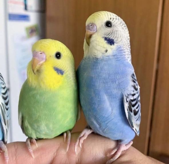 To'ti qushlar sotiladi