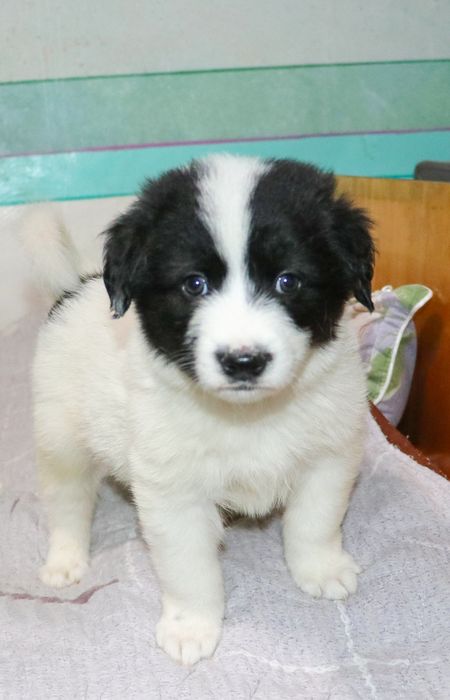 Собака бесплатно