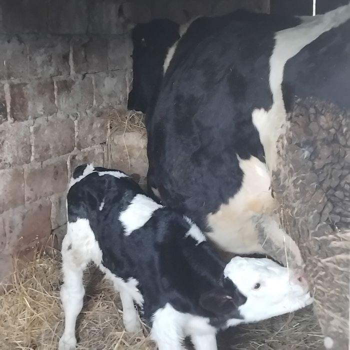 Vând vaca cu tot cu vițel