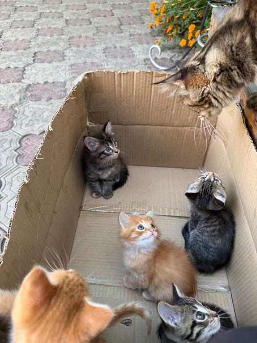 Продаются красивые котята