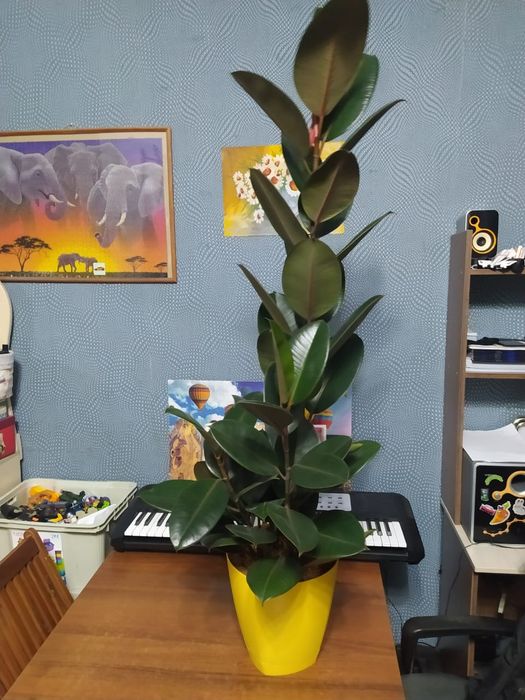 Фикус каучуконосный