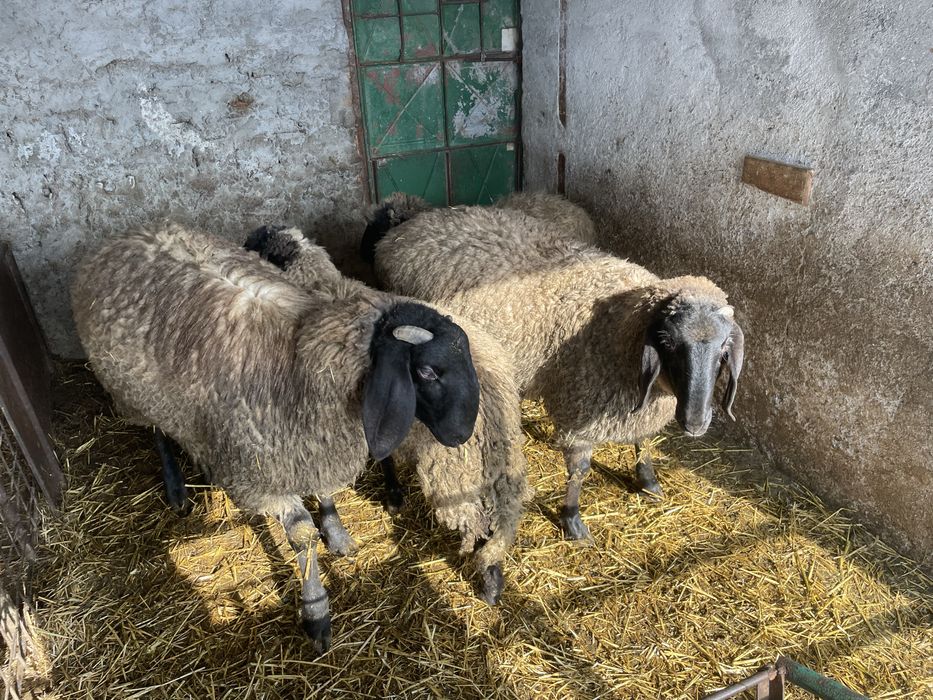 Berbecuti carabas sarbesc 11 luni, 120 kg  crescuti acasa, ingrijiti