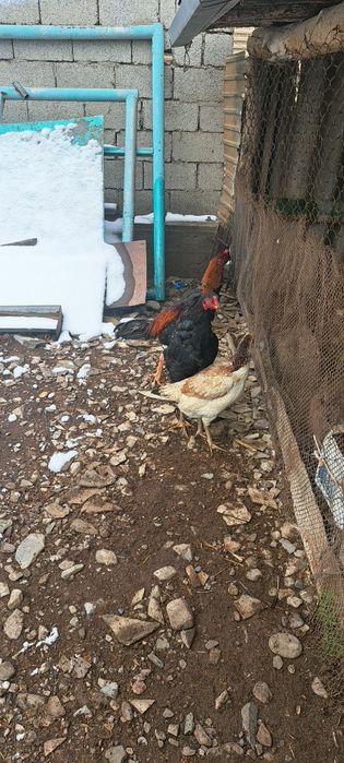 Продам  бойцовых   петухов  и курей