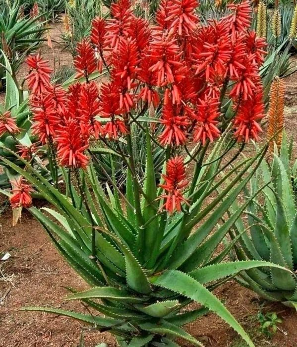 Алое Вера растение