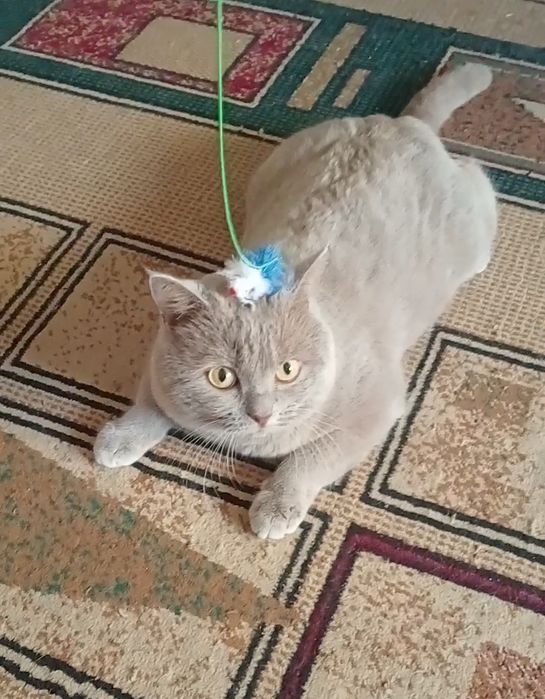 Потерялся кот по кличке Флоид