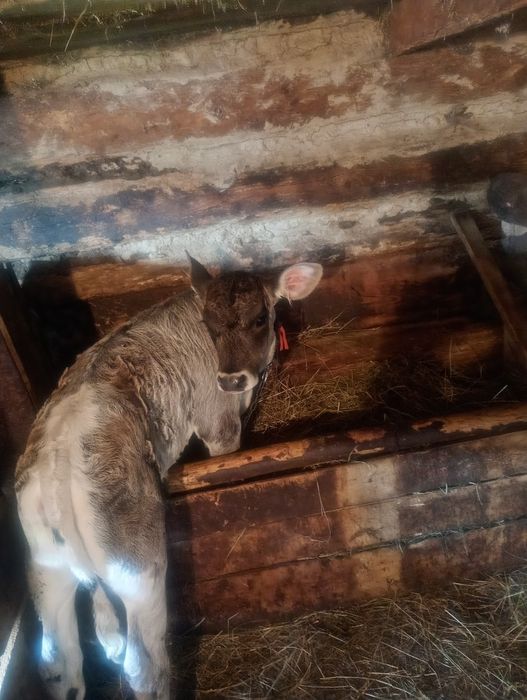 Vând Vițică de 5 saptamani