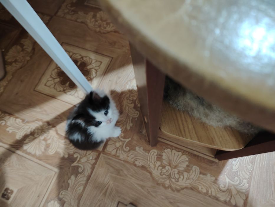 Отдам котят в добрые руки