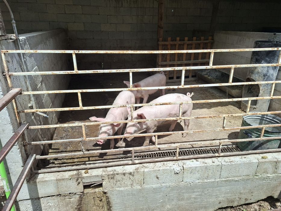 Продавам прасенца