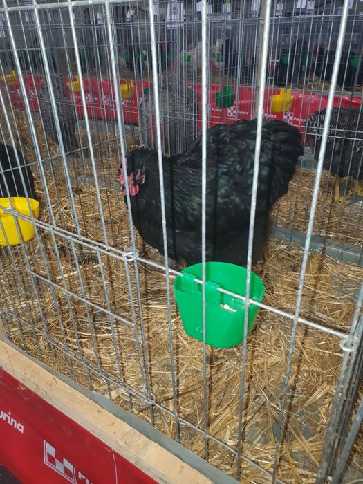 gaini orpington de vanzare