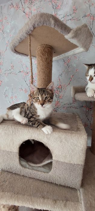 Отдам котика, зовут Лука.