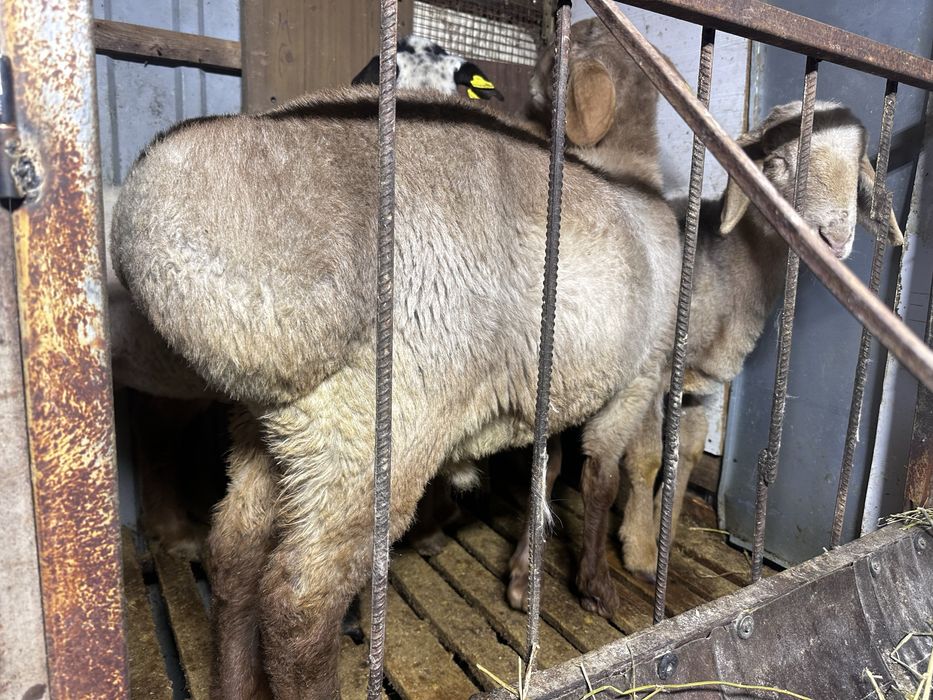 Арашан токты кошкар