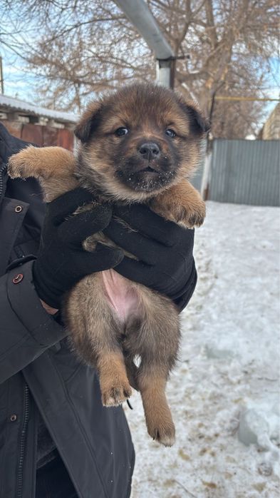 Отдам шенков в хорошие руки