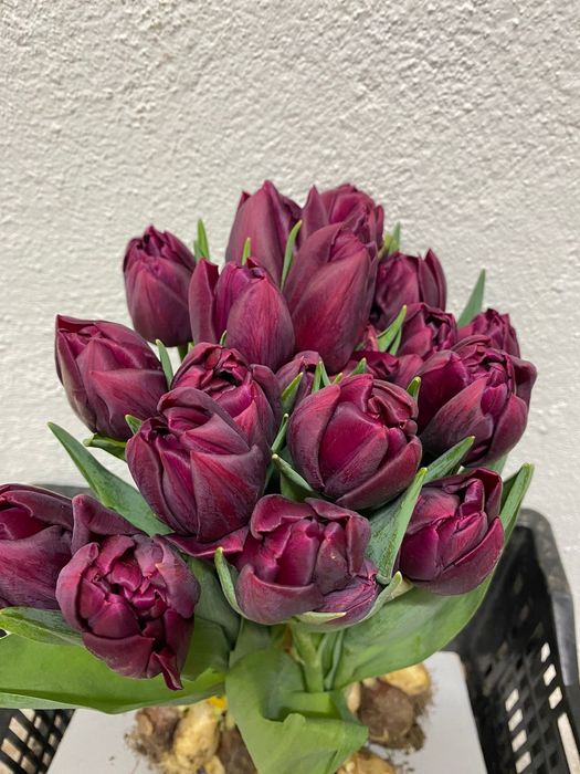 Тюльпаны на 8 марта