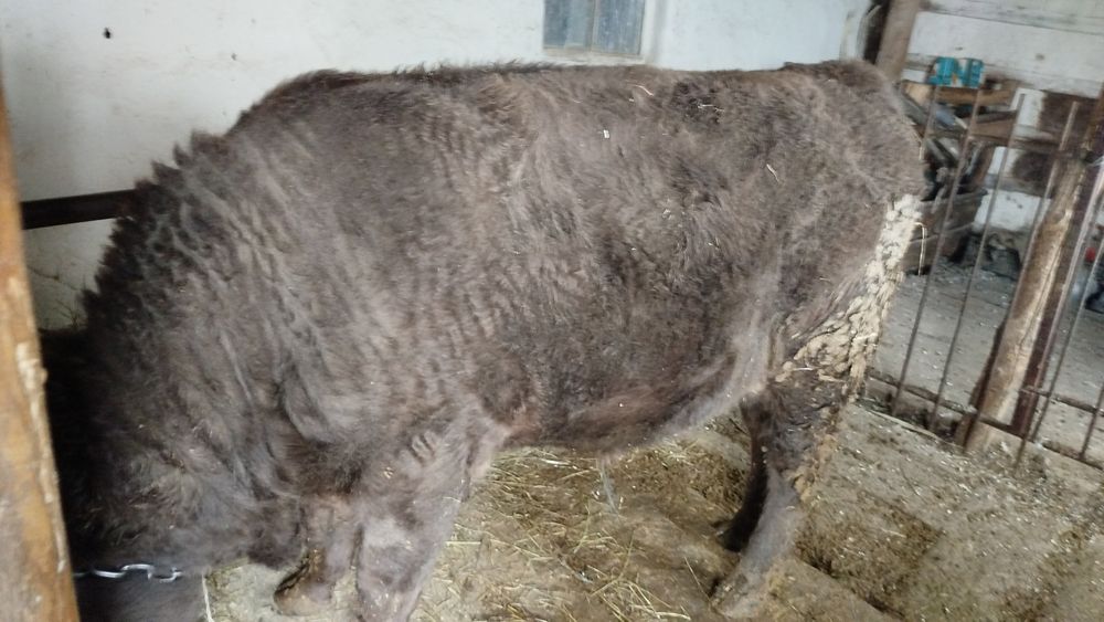 Бұқа сатылады Откорм