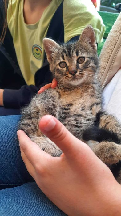 Подарявам женско котенце