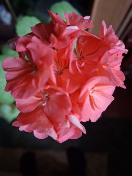 Герань - комнатное растение