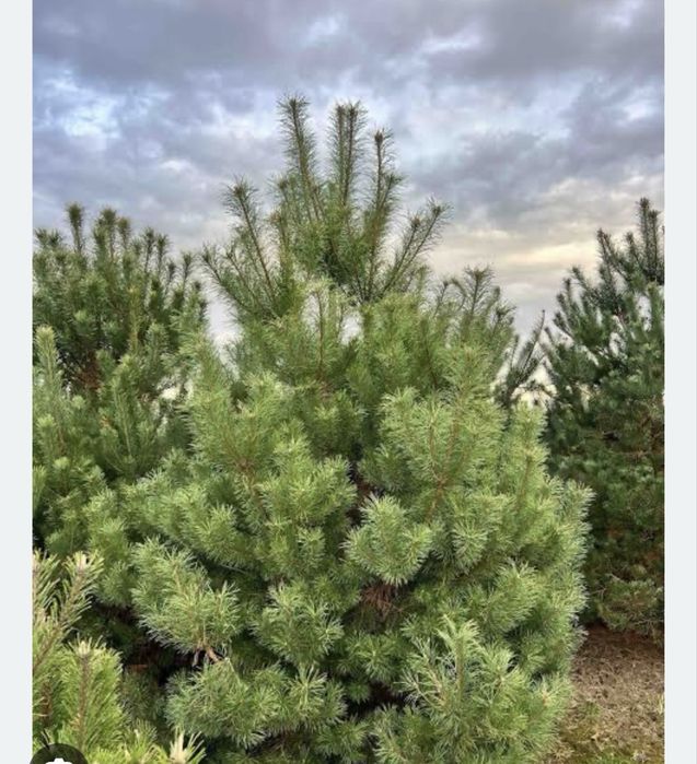 Саженцы Карагач Вязь Береза Тополь Ель Сосна Катальпа Ясень