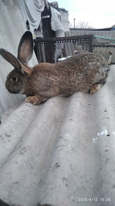 Продам кроликов.