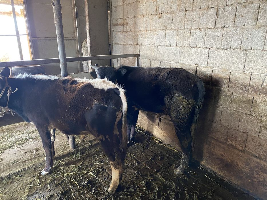 Буқа сатылады 2 бас