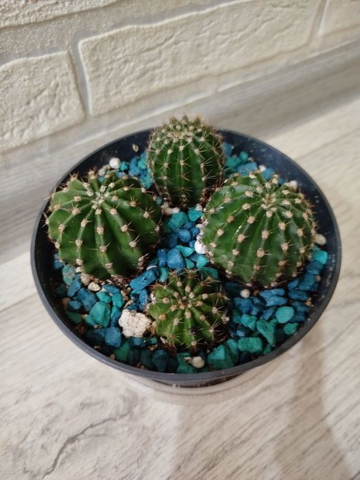 Продам суккуленты кактусы